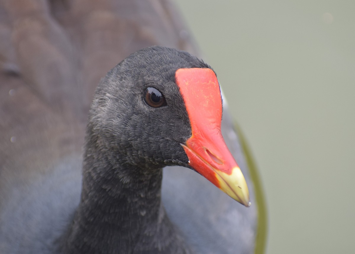 Common Gallinule - Monica Paredes Mejia