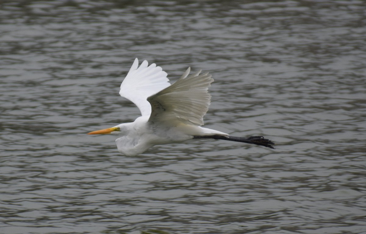 Great Egret - Monica Paredes Mejia