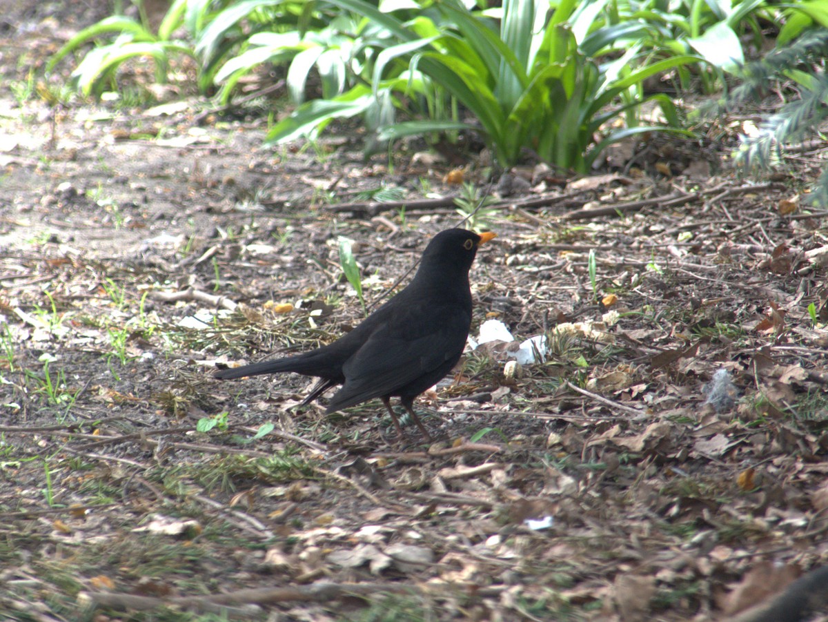 Eurasian Blackbird - Andy Jenkins