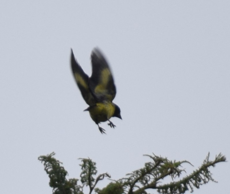 Hooded Siskin - Monica Paredes Mejia