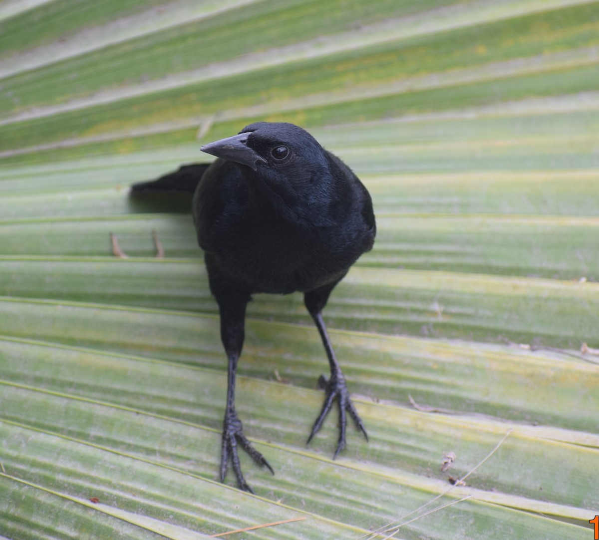 Scrub Blackbird - Monica Paredes Mejia