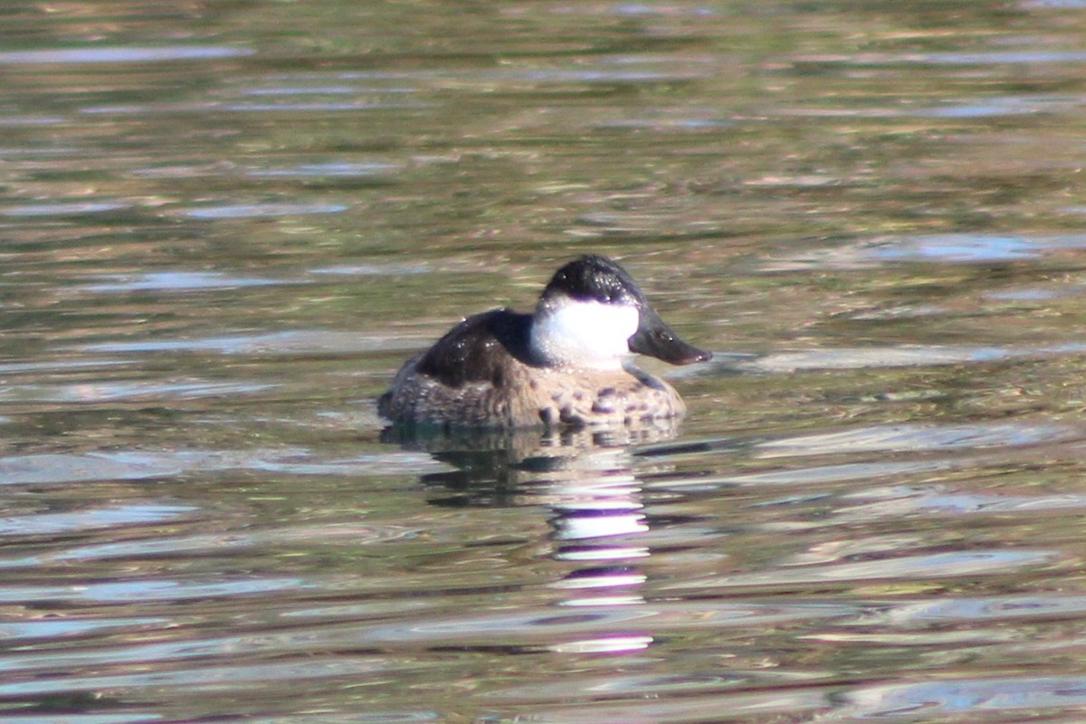 Ruddy Duck - ML618779911