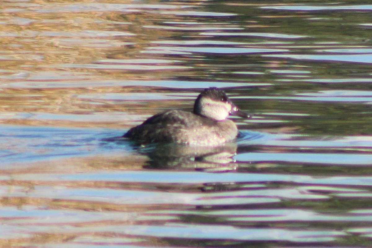 Ruddy Duck - ML618779912