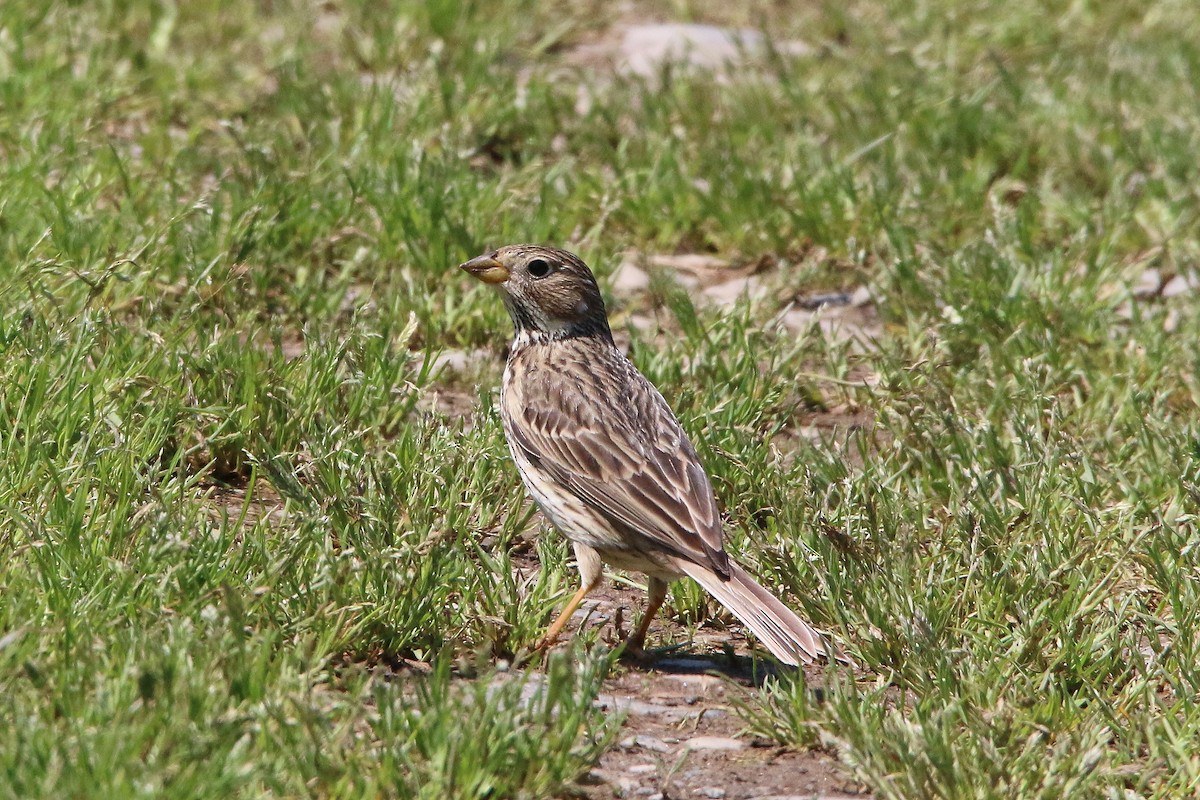 Corn Bunting - Federico Ghiazza