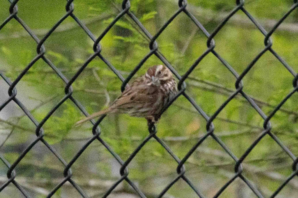 Song Sparrow - Ann Van Sant