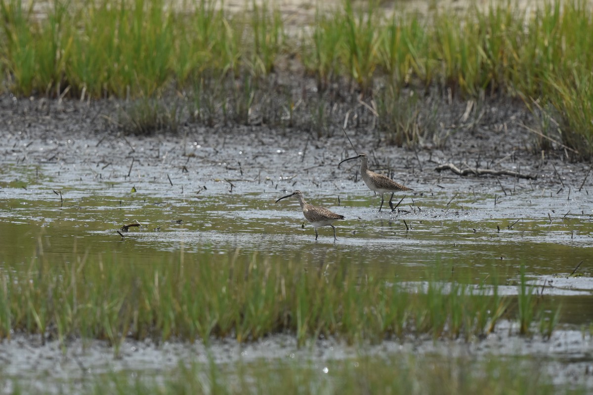 Whimbrel - Keith Bowers