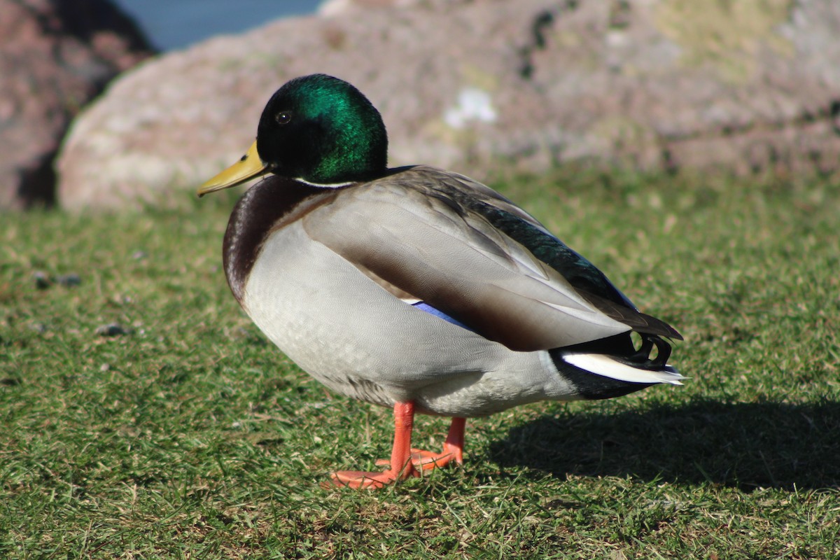 Mallard - ML618779978