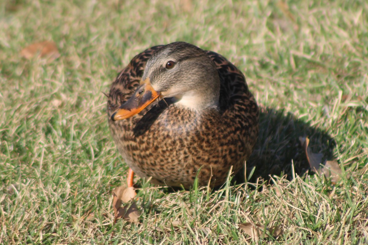 Mallard - Sean Cozart