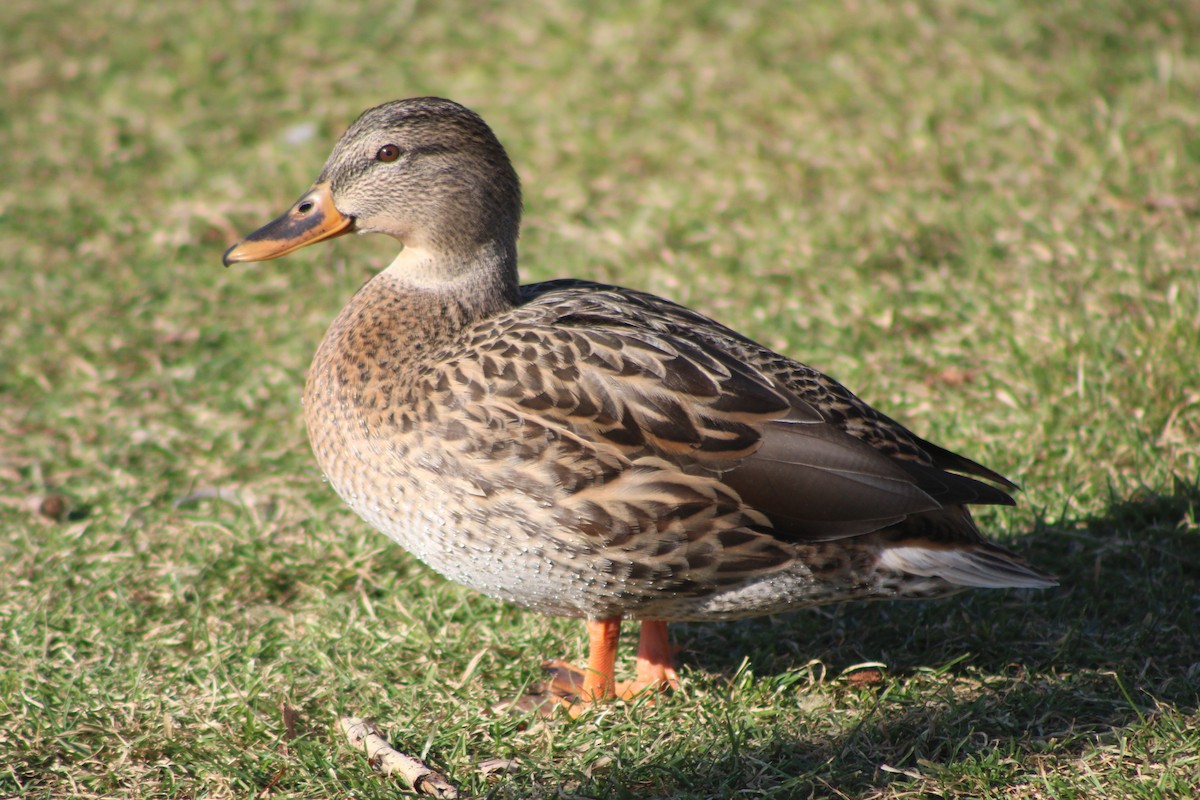 Mallard - Sean Cozart