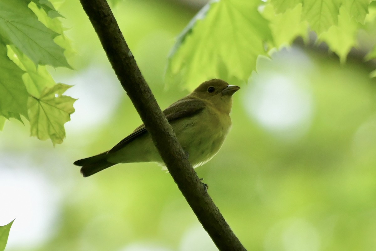 Scarlet Tanager - Sue Palmer