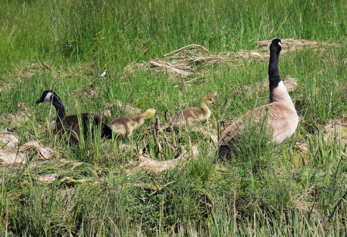 Canada Goose - Diane Yorgason-Quinn