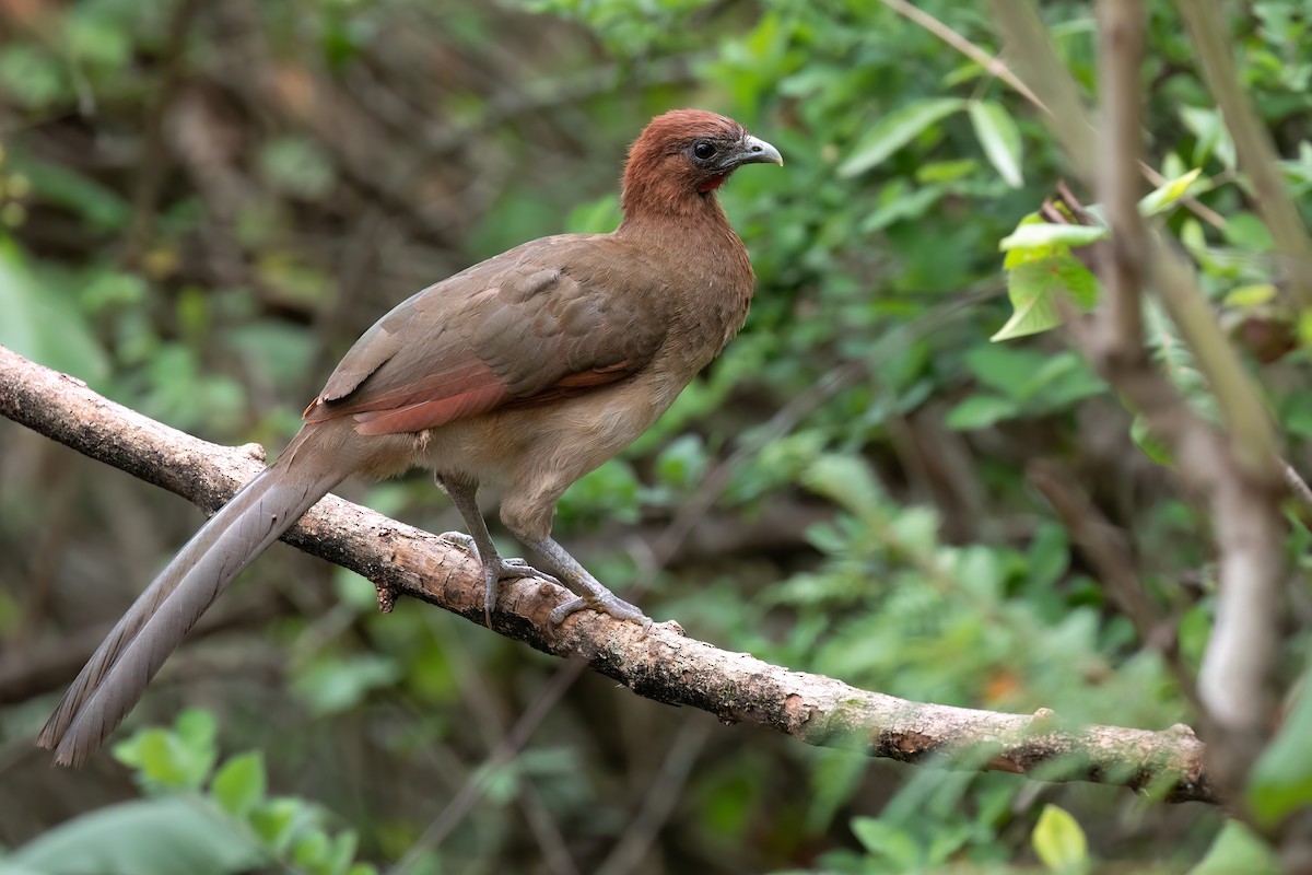 Chachalaca Cabecirrufa - ML618780004