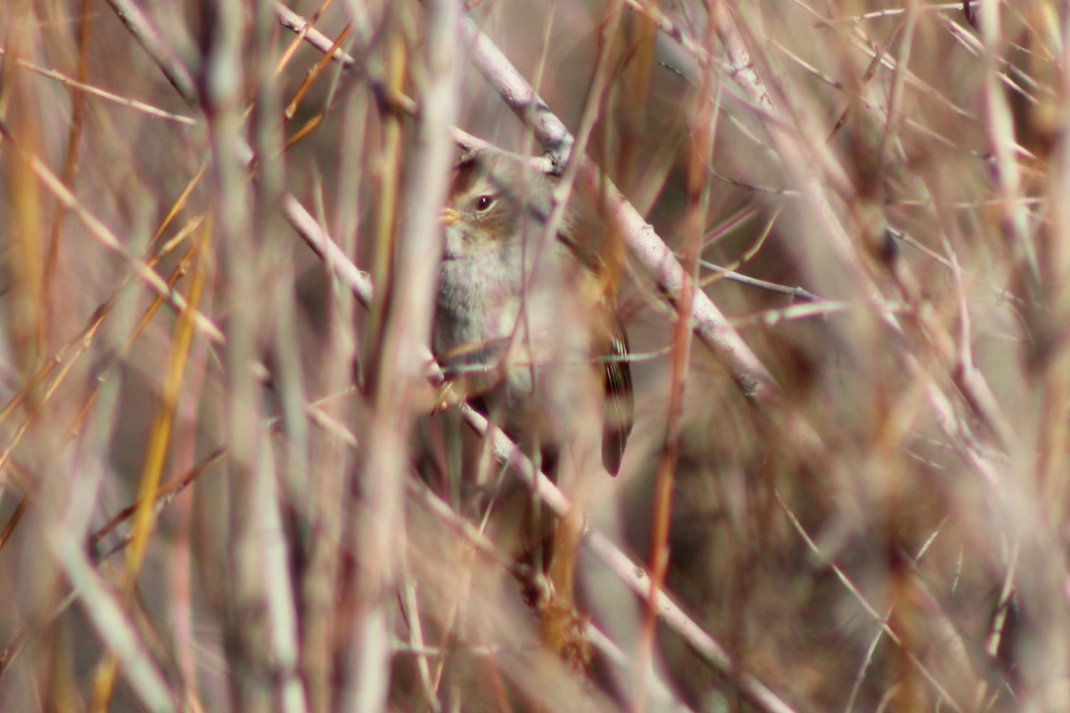 White-crowned Sparrow (Gambel's) - Sean Cozart