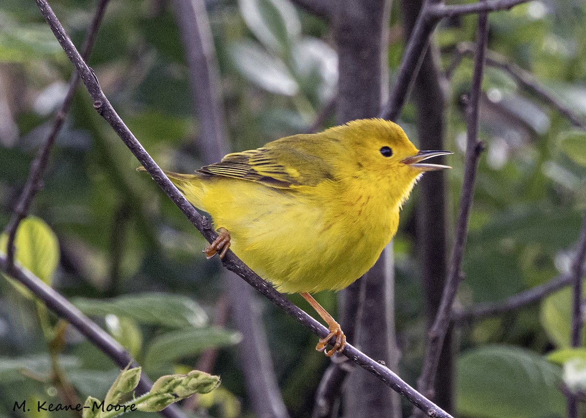 Yellow Warbler - Anonymous