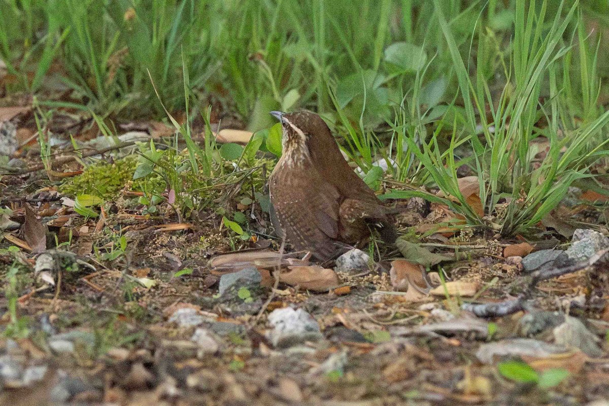 Carolina Wren - Ann Van Sant