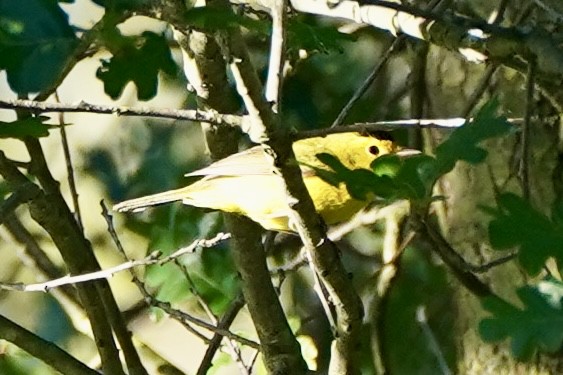 Wilson's Warbler - Kenneth Mamitsuka