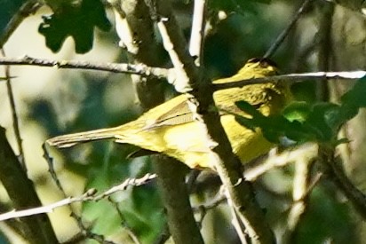 Wilson's Warbler - Kenneth Mamitsuka