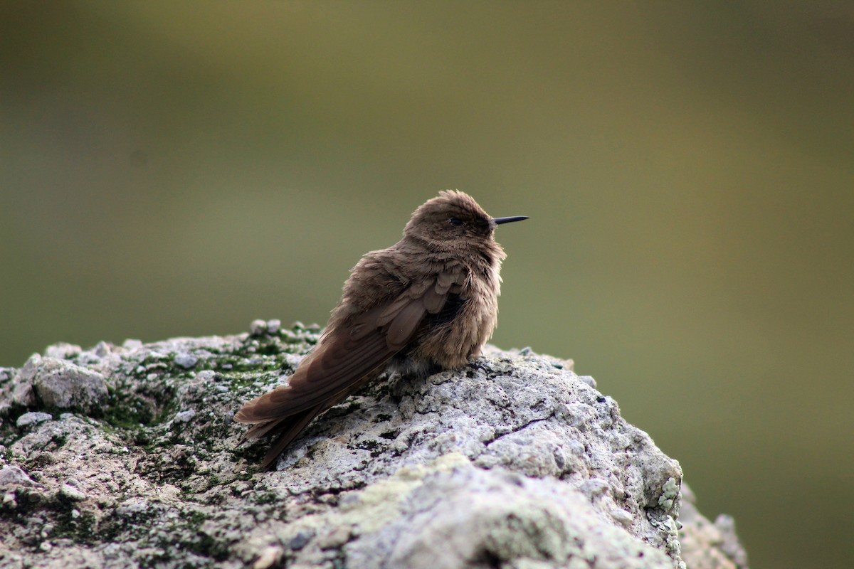 Olivaceous Thornbill - ML618780048