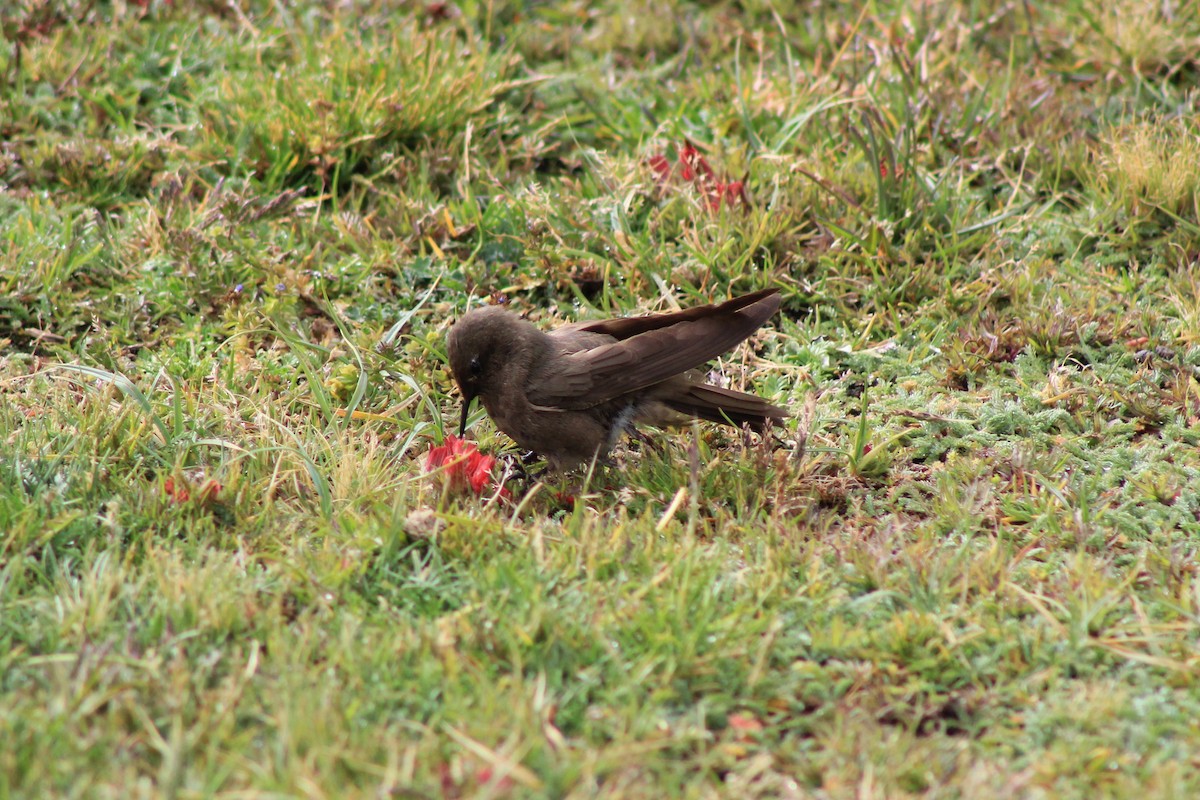 Colibrí Oliváceo - ML618780049