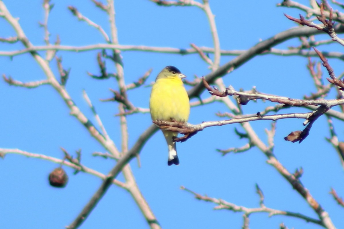 Lesser Goldfinch - ML618780050