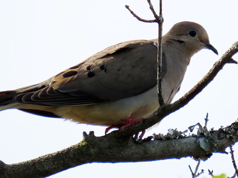 Mourning Dove - Karen Lebing