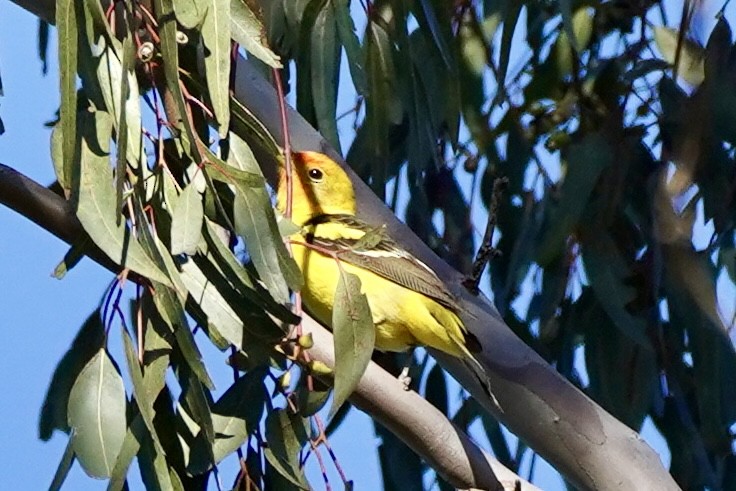 Western Tanager - Kenneth Mamitsuka