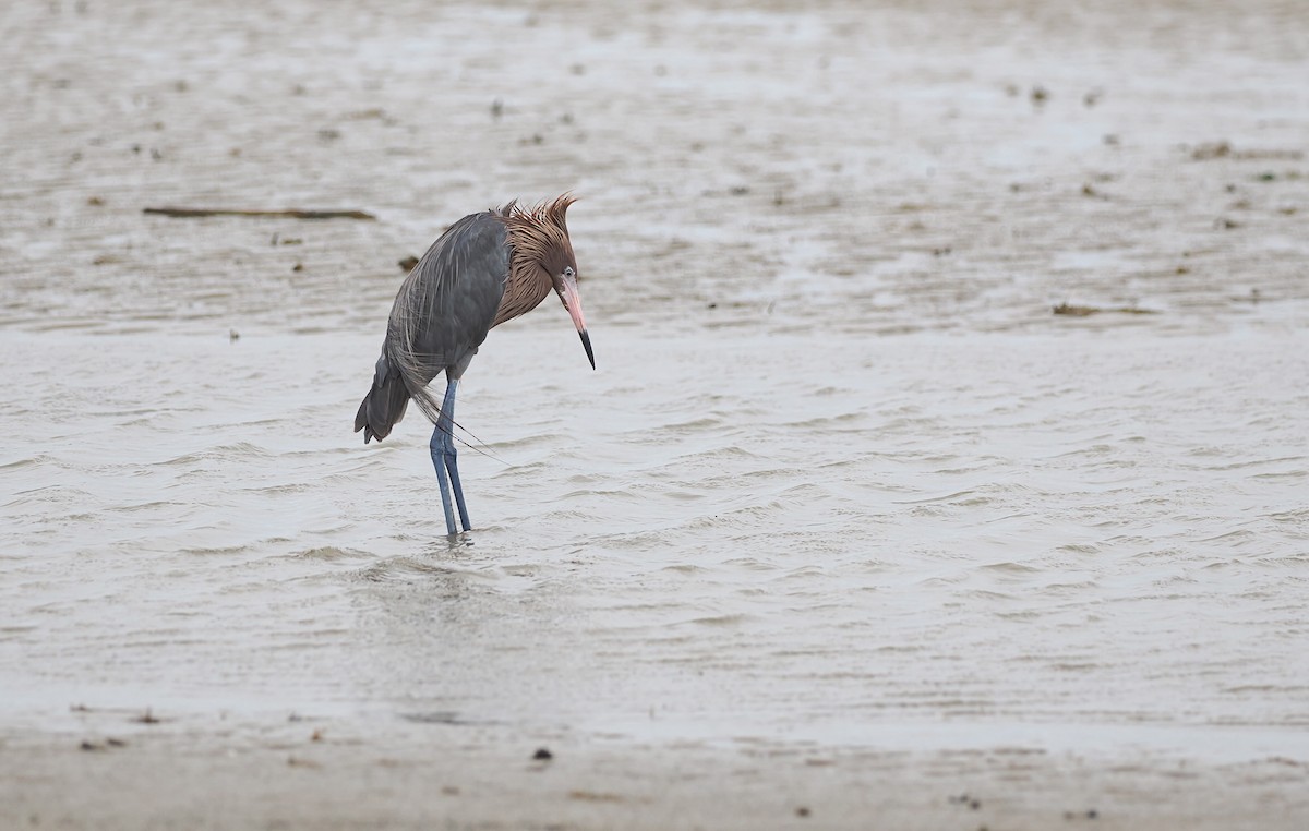 Reddish Egret - ML618780080