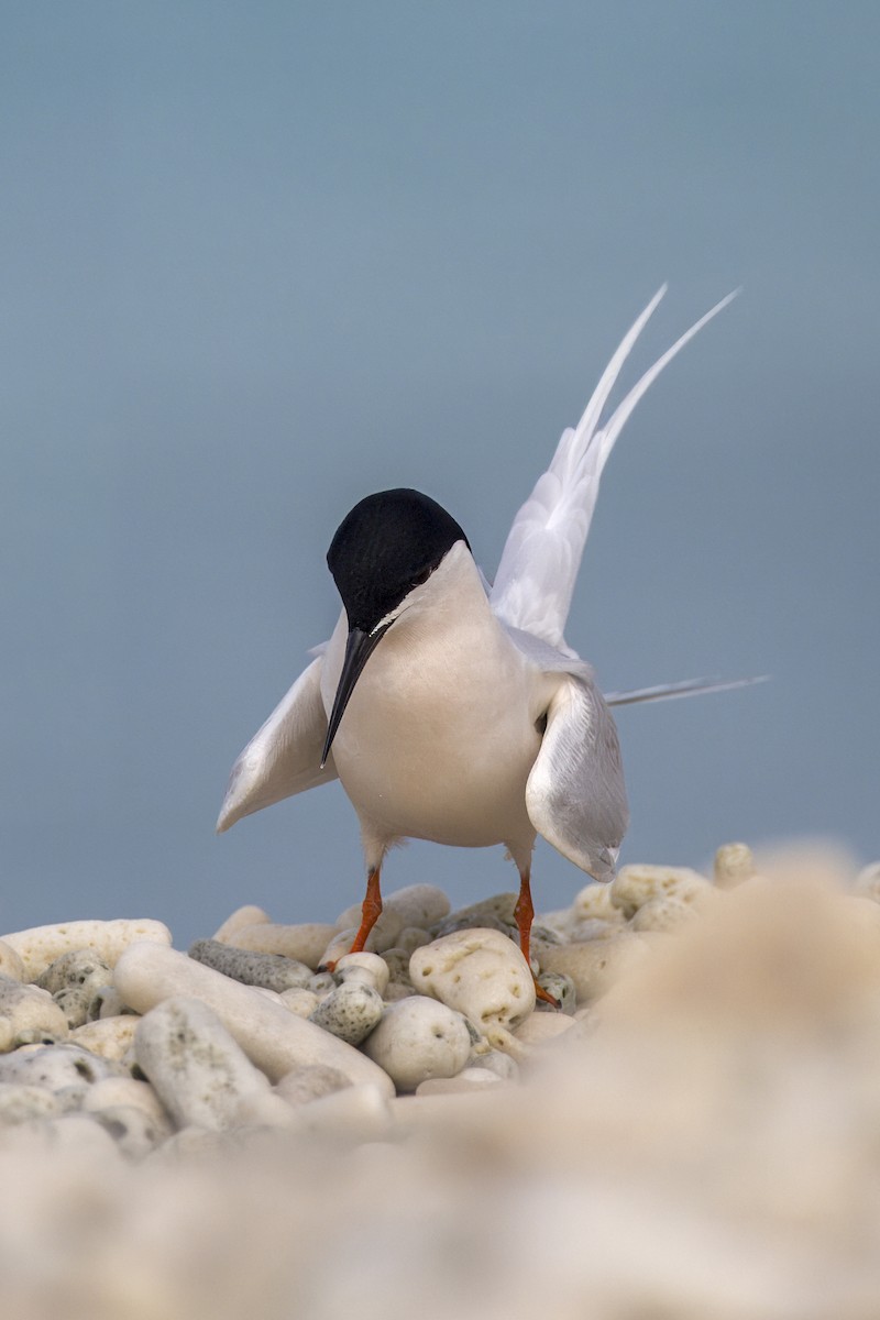 Roseate Tern - Steve Schnoll