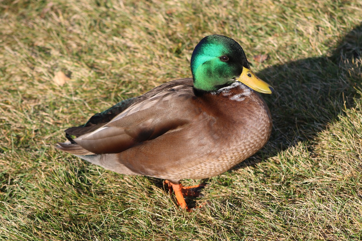 Mallard (Domestic type) - Sean Cozart