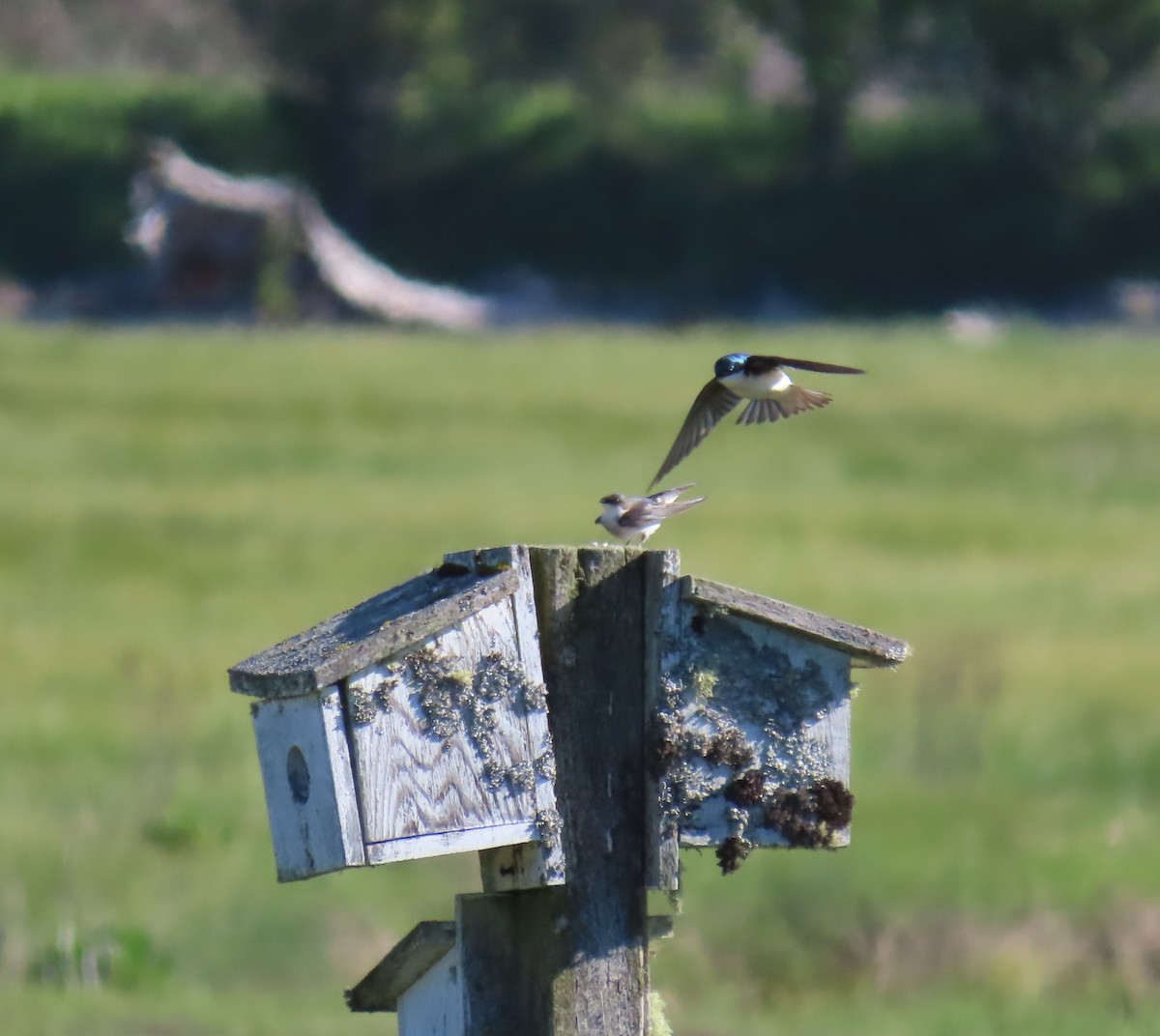 Tree Swallow - Diane Yorgason-Quinn