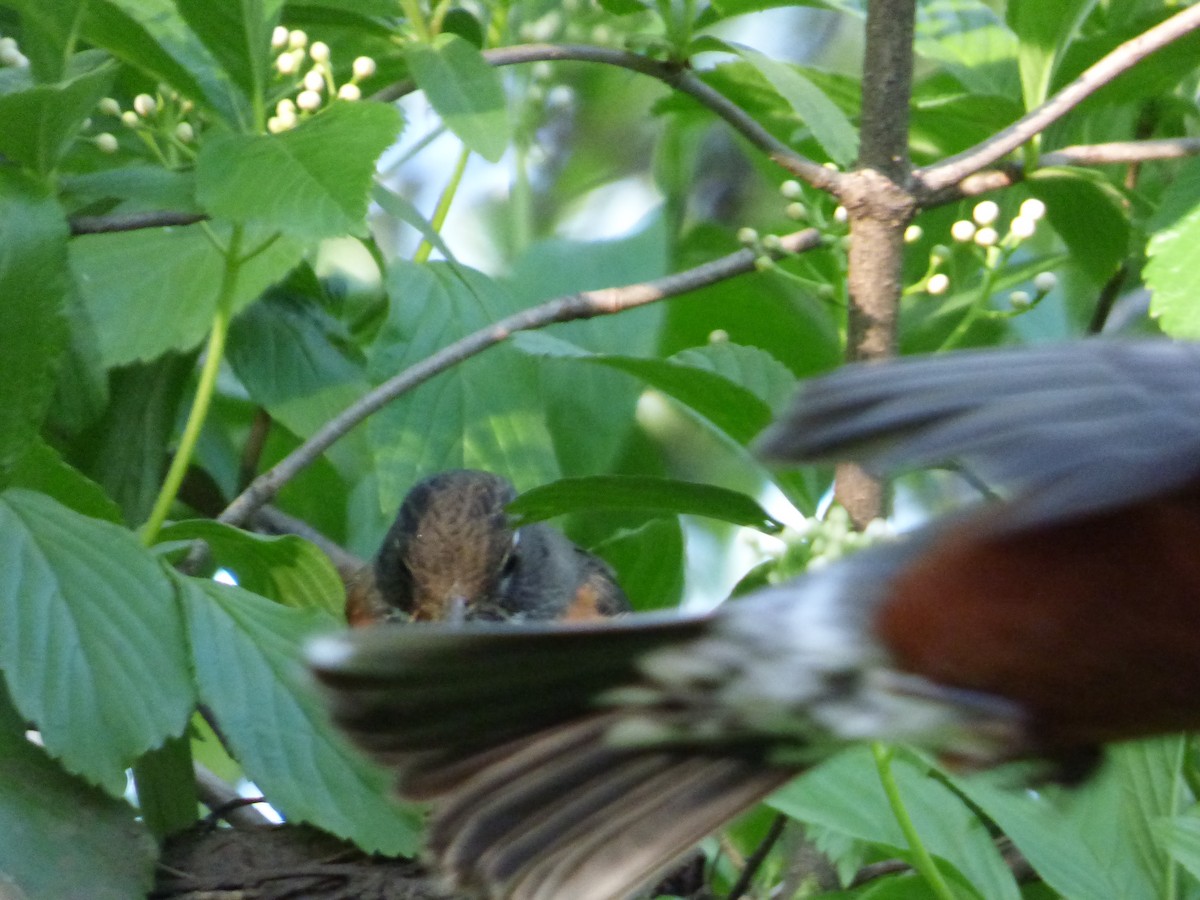 American Robin - Karina Ramkalawan