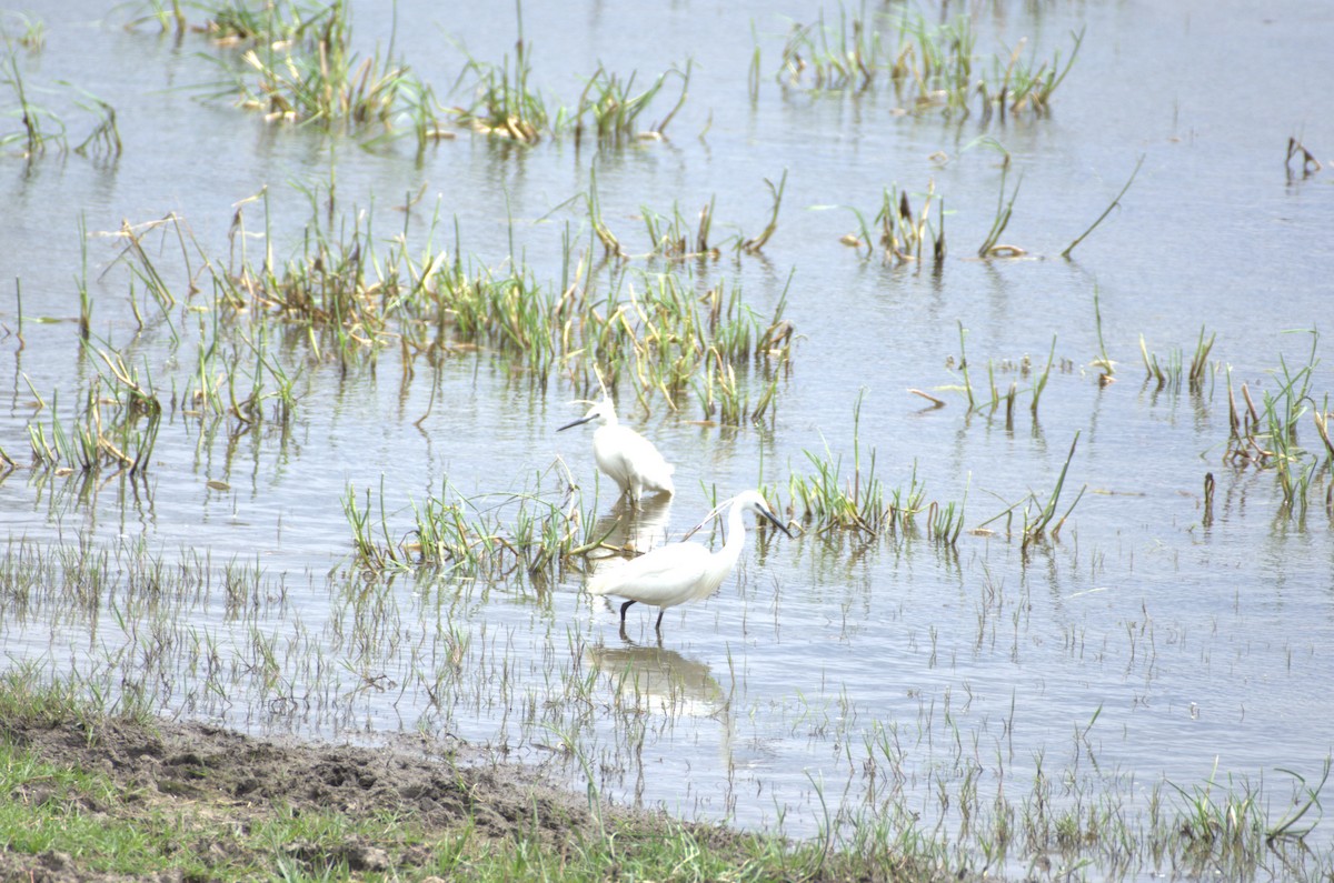 Little Egret - Umut Özten