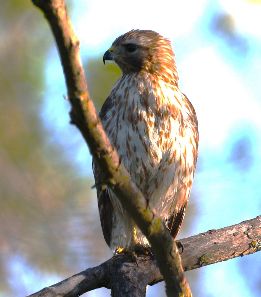 Red-shouldered Hawk - David Cunningham