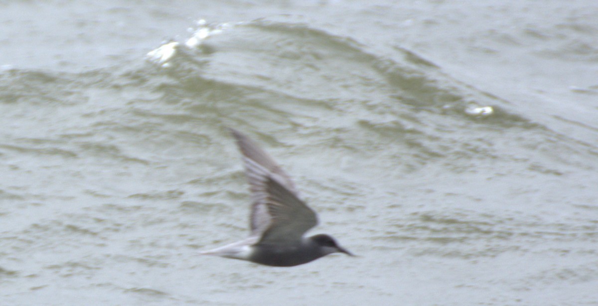 Whiskered Tern - Umut Özten