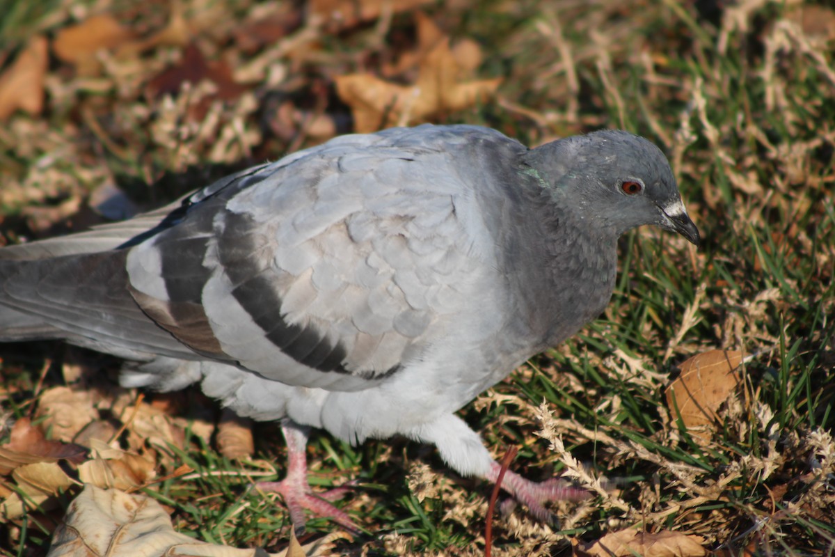 Rock Pigeon (Feral Pigeon) - ML618780140