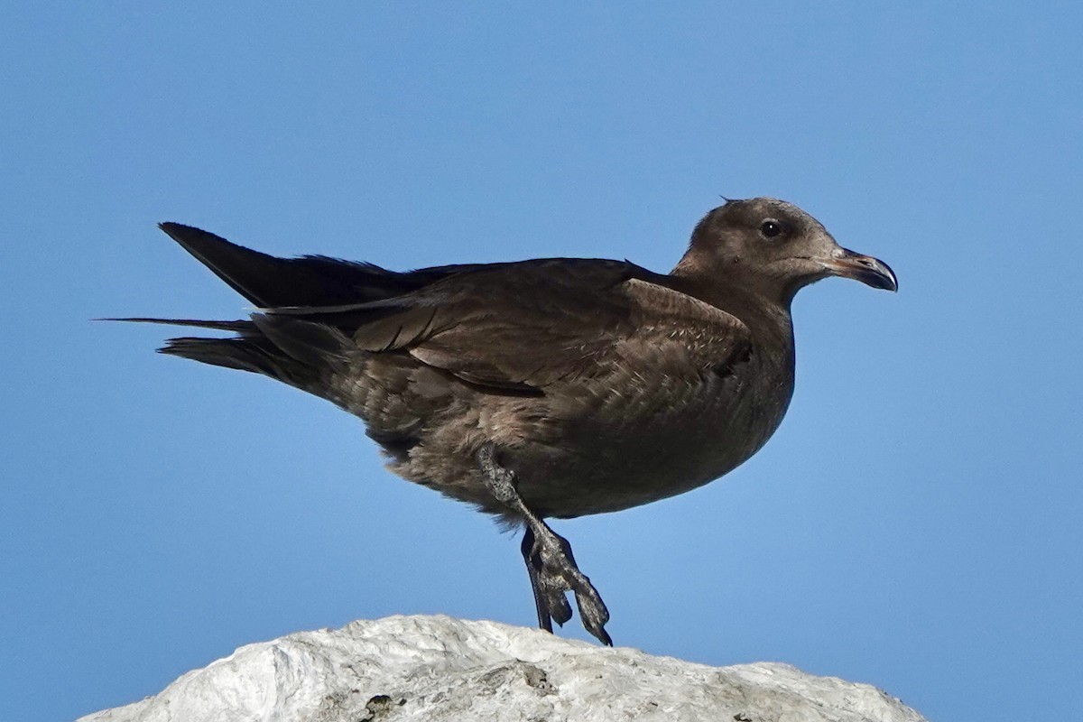 Heermann's Gull - Susan Goodrich