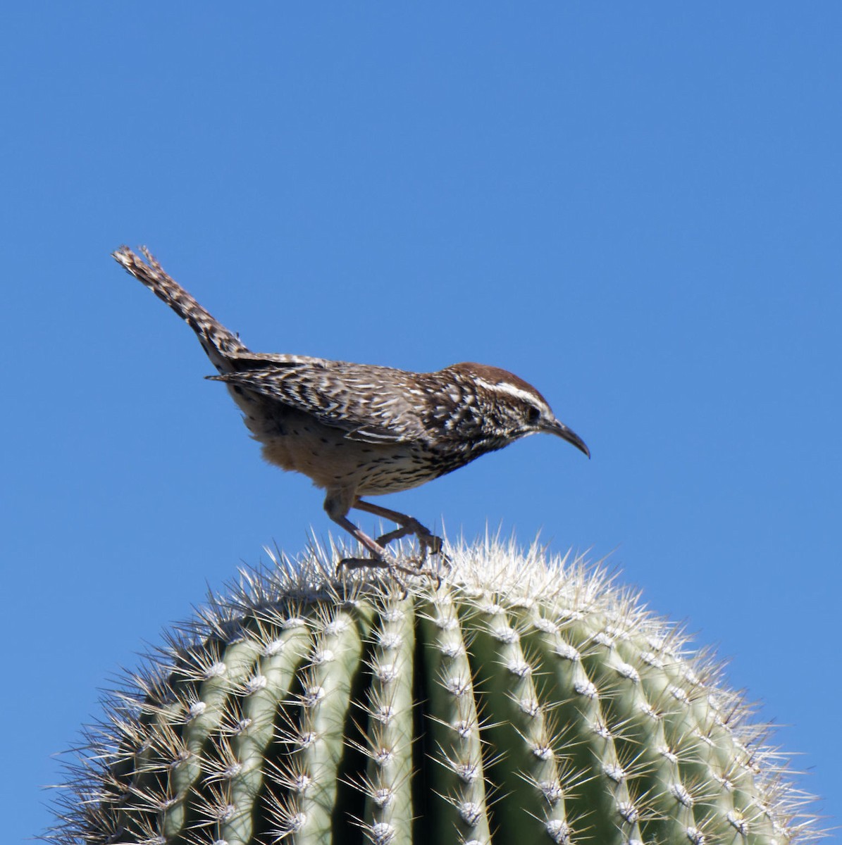 Cactus Wren - Leslie Holzmann