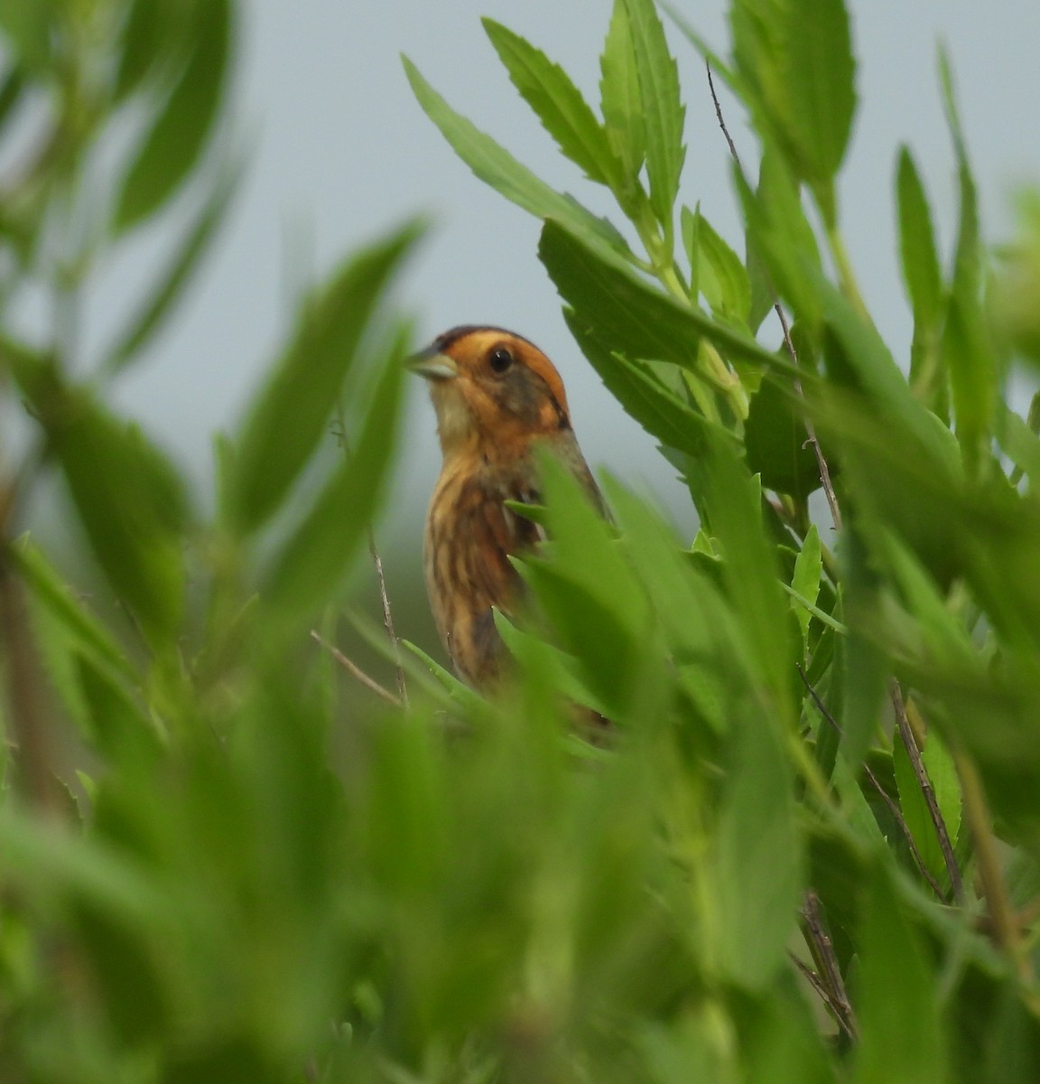 Nelson's Sparrow - Lisa Hardcastle