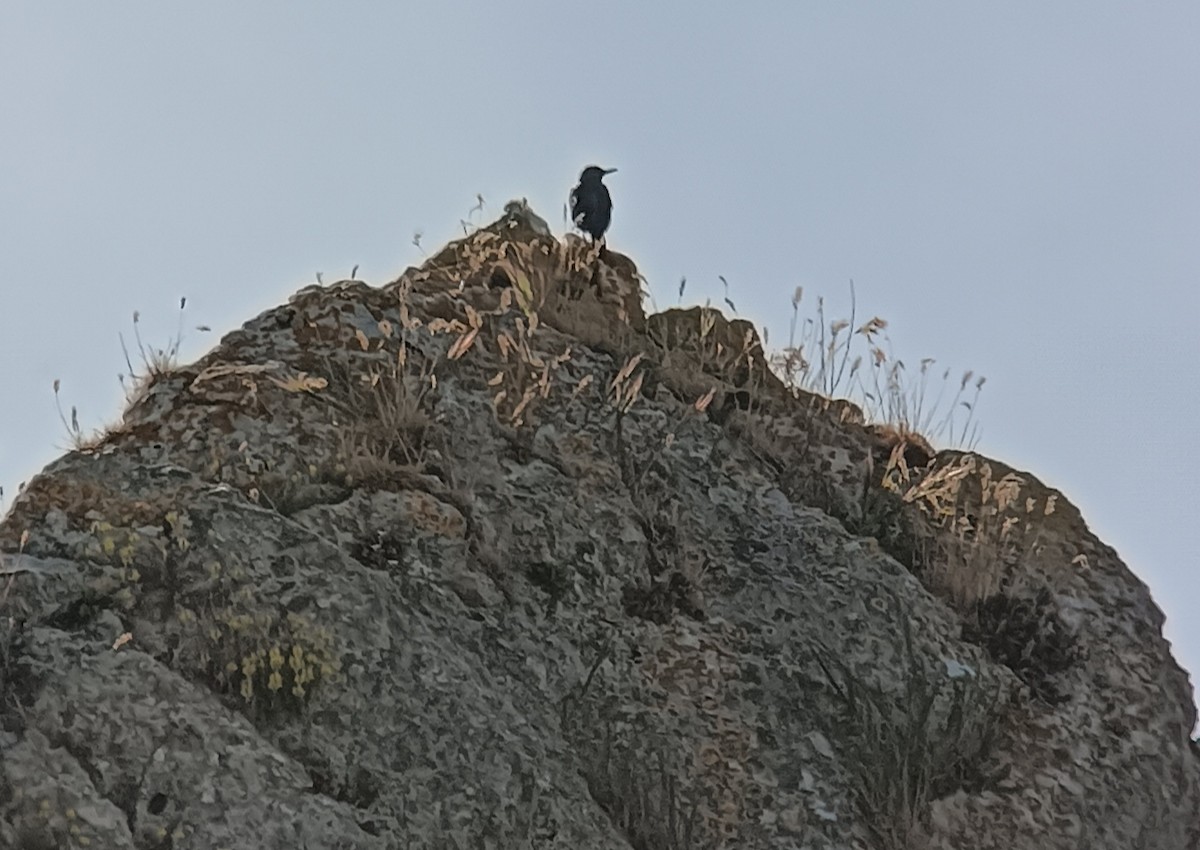 Blue Rock-Thrush - Javier Morala/MCBirding.com