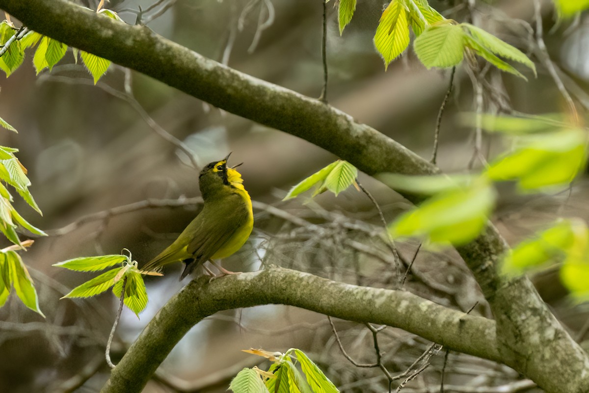 Kentucky Warbler - Christine Hayden