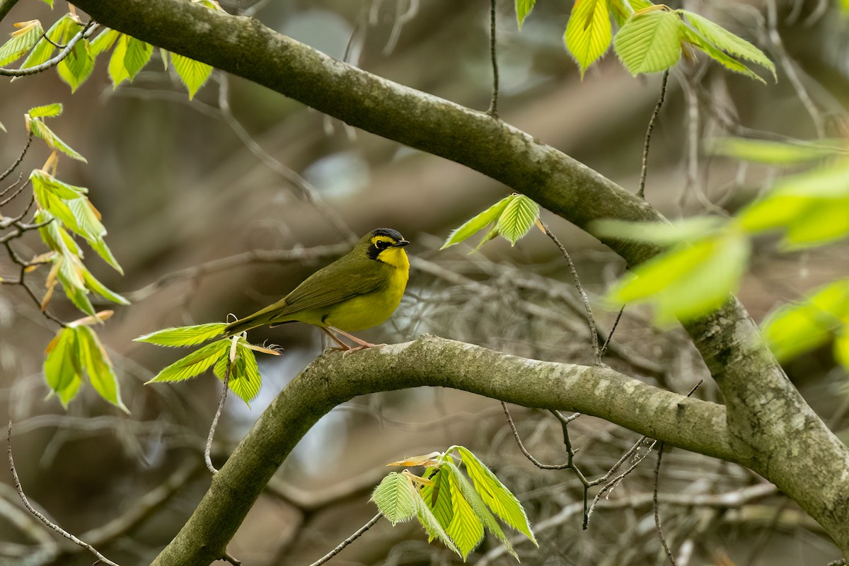 Kentucky Warbler - Christine Hayden