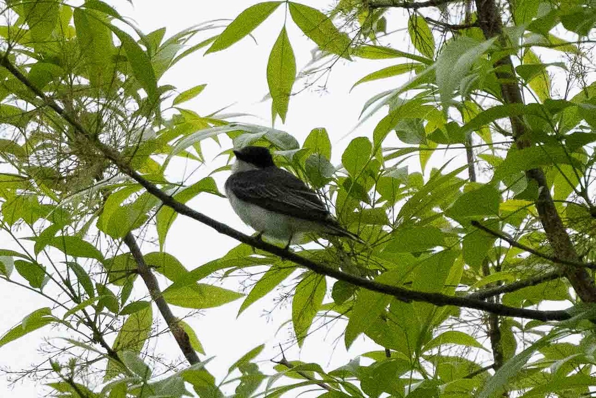 Eastern Kingbird - Ann Van Sant