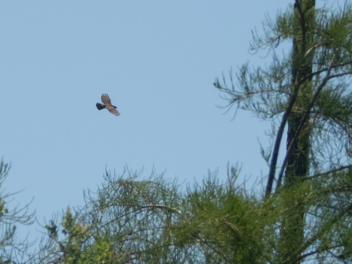 Red-shouldered Hawk - Ann Larson