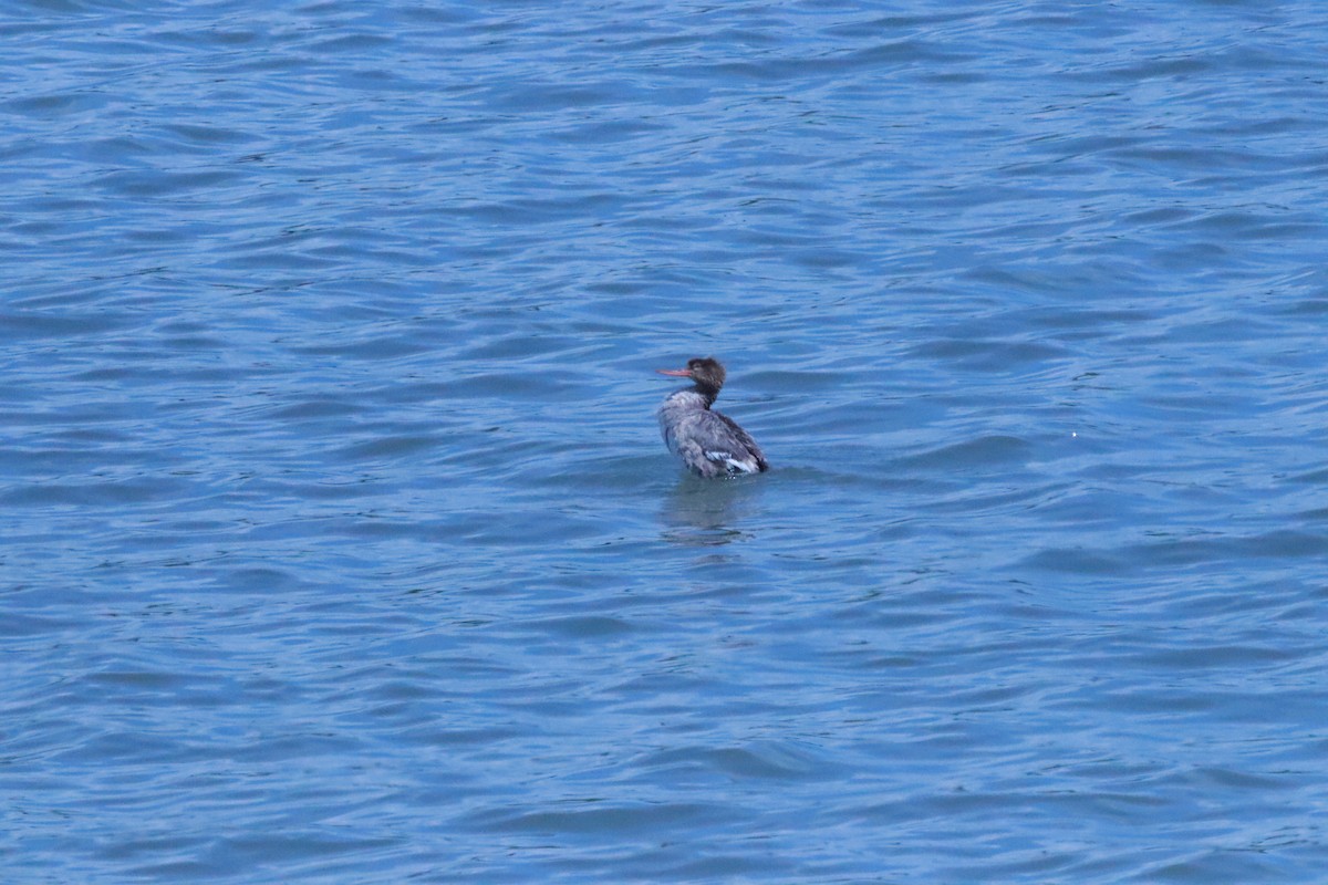 Red-breasted Merganser - ML618780222