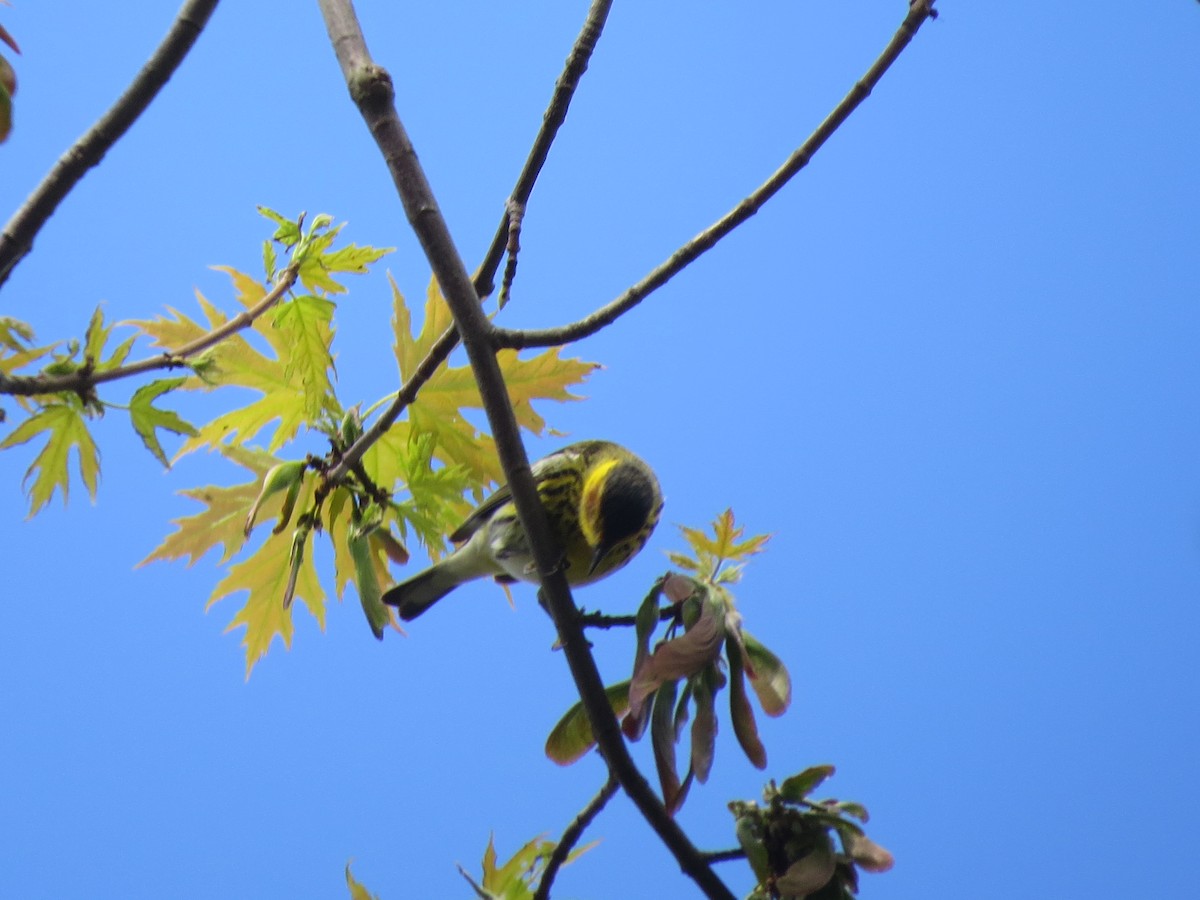 Cape May Warbler - Chris Floyd