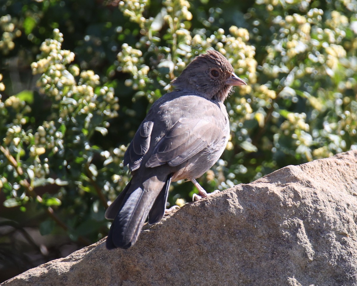 California Towhee - Linda Dalton