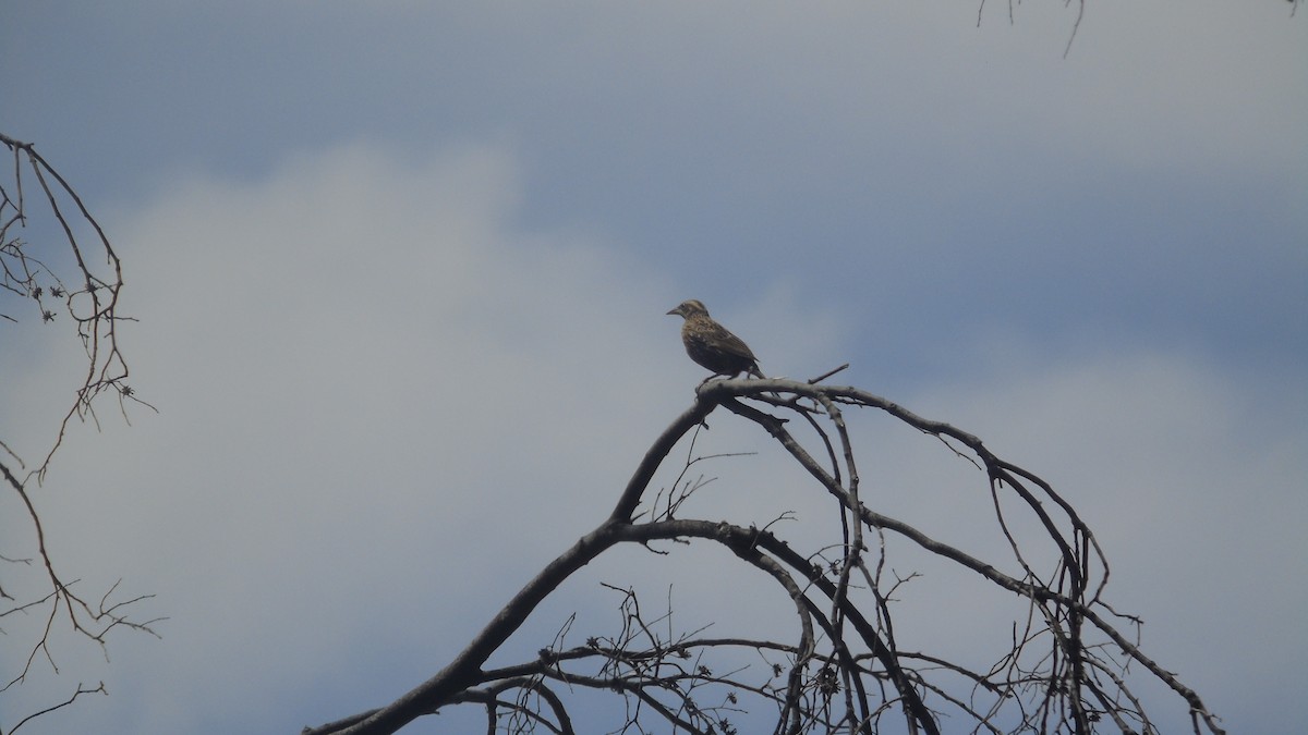 Long-tailed Meadowlark - ML618780256