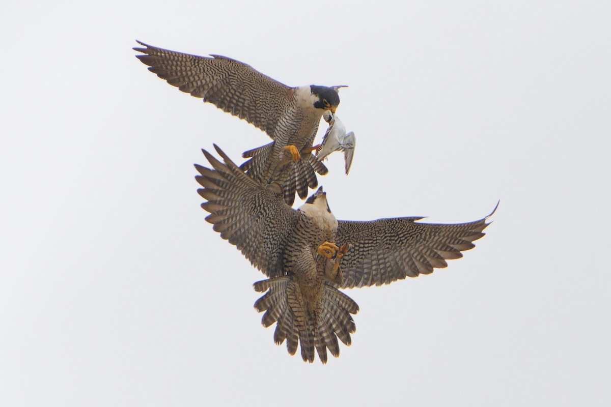 Peregrine Falcon - Jonathan Casanova