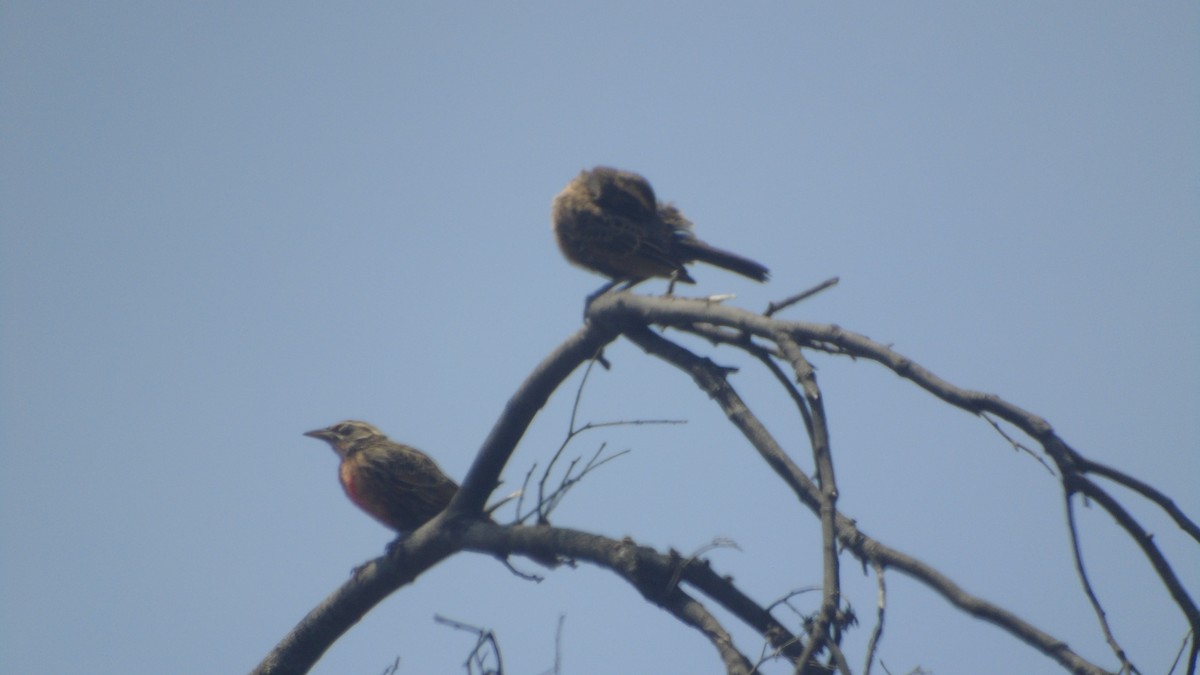 Long-tailed Meadowlark - ML618780264