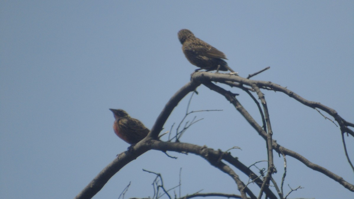 Long-tailed Meadowlark - ML618780266